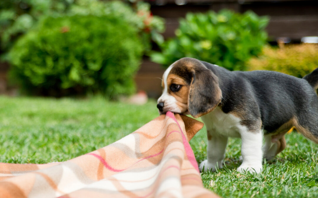 Create a Dog Friendly Yard and Keep Your Lawn and Pet Happy