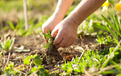 Prevent Weeds This Summer